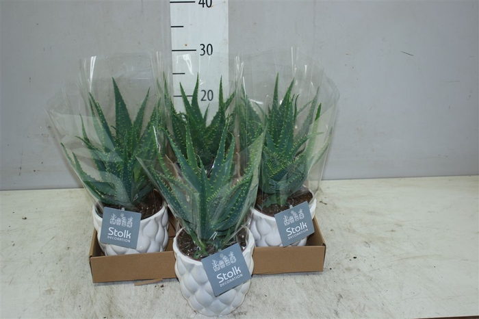 <h4>Aloe Arborescens Ariel Keramiek</h4>