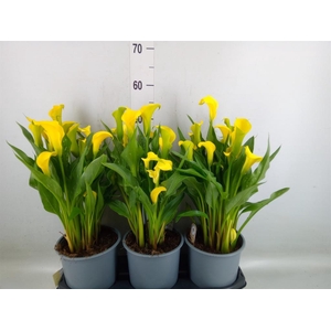 Zantedeschia  'Sunclub'