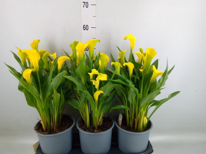 <h4>Zantedeschia  'Sunclub'</h4>