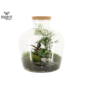 90998: Terrarium arrangement