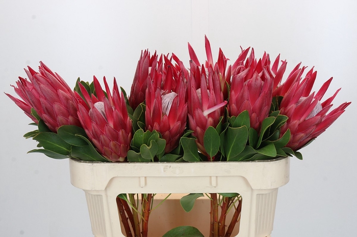 <h4>Protea Cynaroides Madiba</h4>