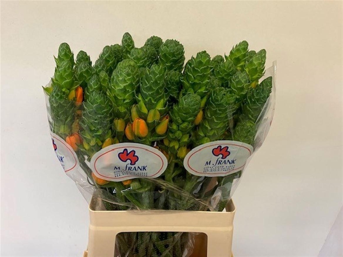 <h4>ORNIT DB SUPER STAR</h4>