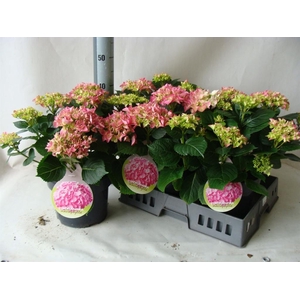 Hydrangea mac.   ...