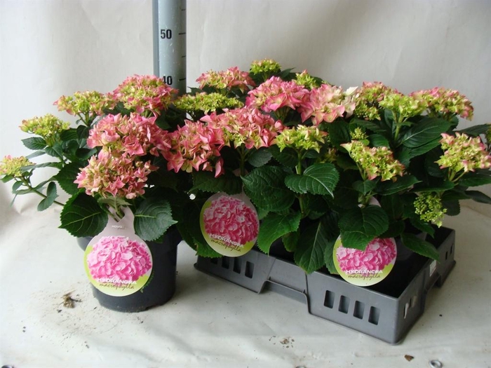 <h4>Hydrangea mac.   ...</h4>