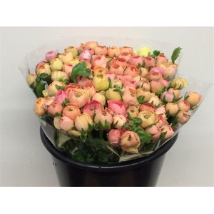 Ran El Apricot Super