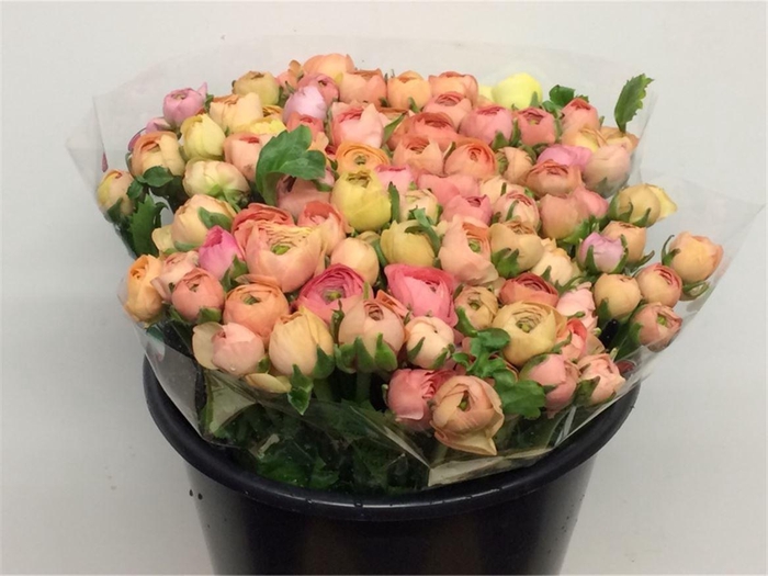 <h4>Ran Bulbilli Salmon Extra</h4>