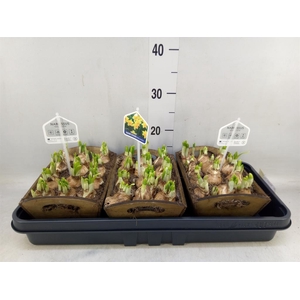 Arr.  Narcissus Tete Tete L%