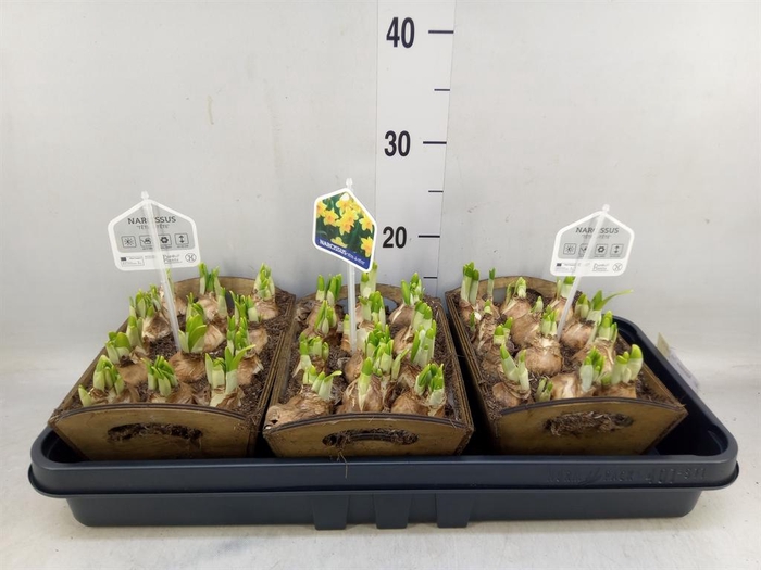 <h4>Arr.  Narcissus Tete Tete L%</h4>