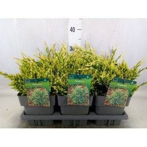 Juniperus squamata 'Holger'