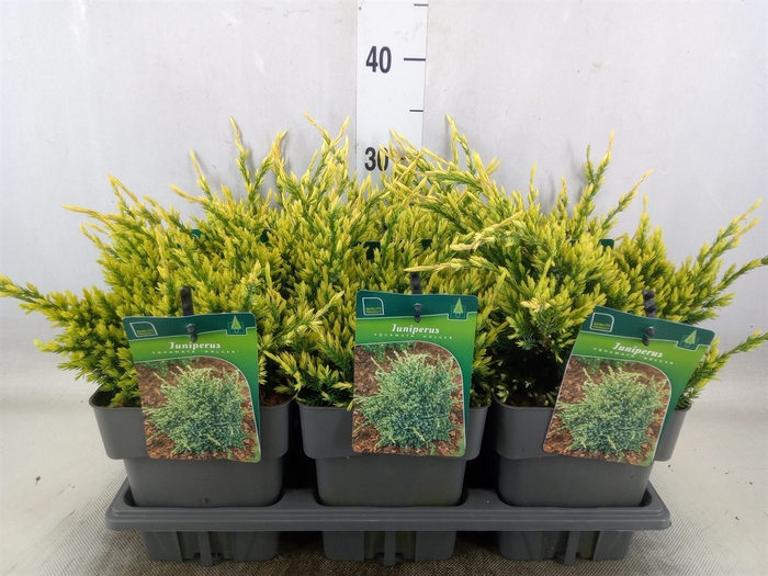 <h4>Juniperus squamata 'Holger'</h4>