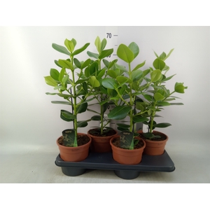 Clusia rosea 'Princess'
