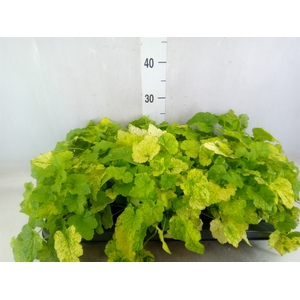 Tolmiea menziesii   ...variegated
