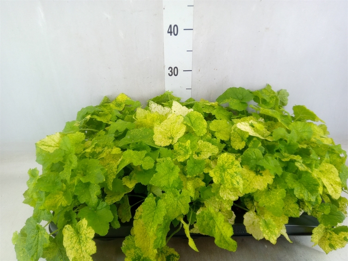 <h4>Tolmiea menziesii   ...variegated</h4>