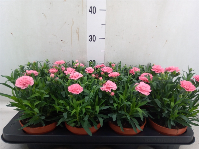 <h4>Dianthus  'Oscar Pink'</h4>