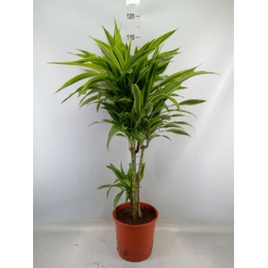 Dracaena fr de 'LemonLime'