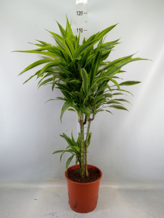 <h4>Dracaena fr de 'LemonLime'</h4>