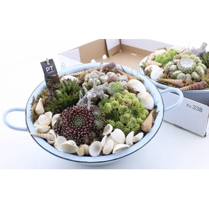 ARR SEMPERVIVUM