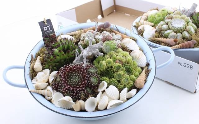 <h4>ARR SEMPERVIVUM</h4>