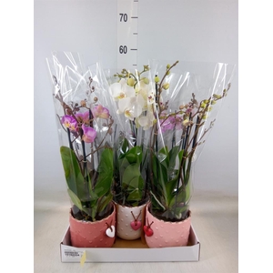 Phalaenopsis   ...mix
