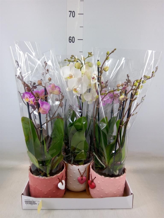 <h4>Phalaenopsis   ...mix</h4>