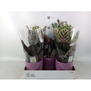 Calathea   ...mix 3
