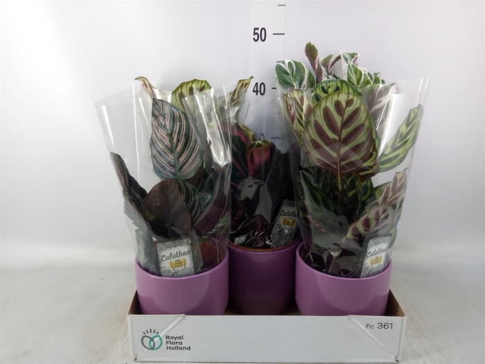 <h4>Calathea   ...mix 3</h4>