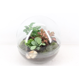 arr3 WR - Terrarium Glas earth large
