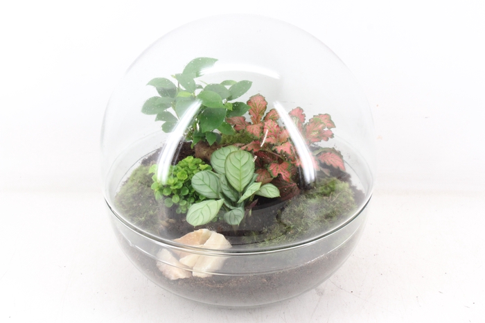 <h4>arr3 WR - Terrarium Glas earth large</h4>