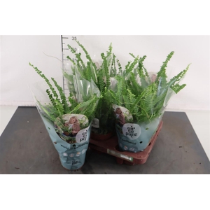 Nephrolepis 12 Cm. P. Duffii