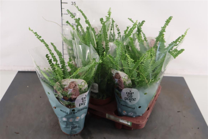 <h4>Nephrolepis 12 Cm. P. Duffii</h4>