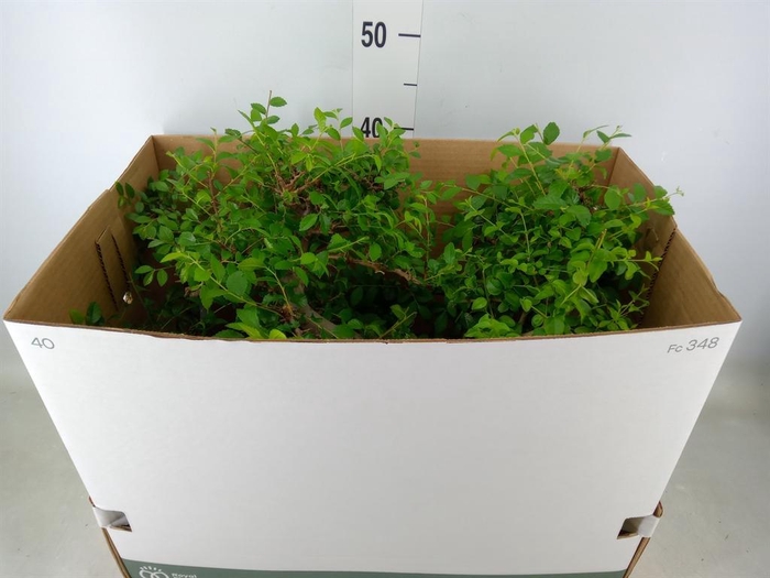 <h4>Bonsai   ...mix</h4>