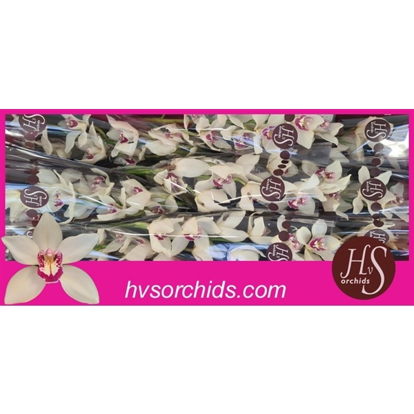 <h4>Cymb T Ivory 60 Cm</h4>