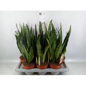 Sansevieria zeylanica