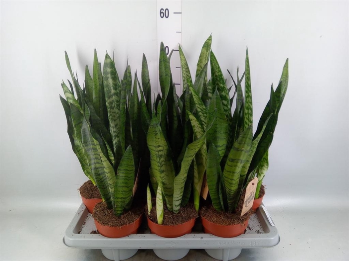 <h4>Sansevieria zeylanica</h4>