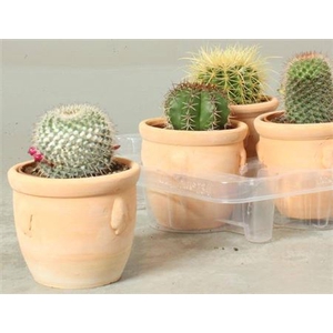 Cactus overig