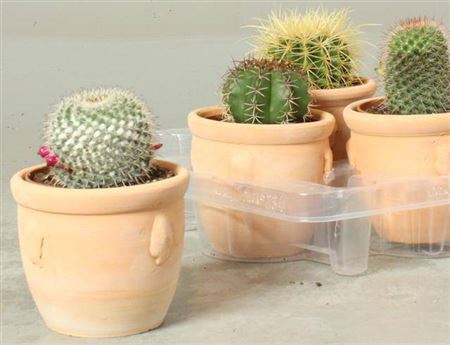 <h4>Cactus overig</h4>