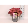 vaste planten 19 cm  Heuchera Hip Hip Hooray