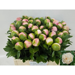 PAEO COL OWEN COUSIN