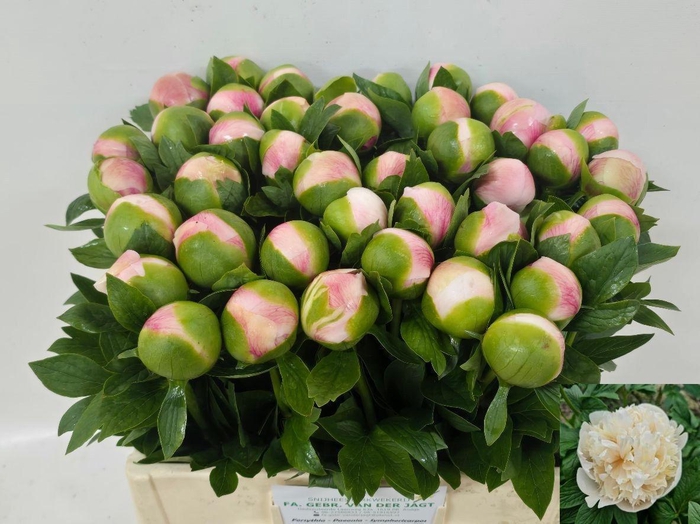 <h4>PAEO COL OWEN COUSIN</h4>