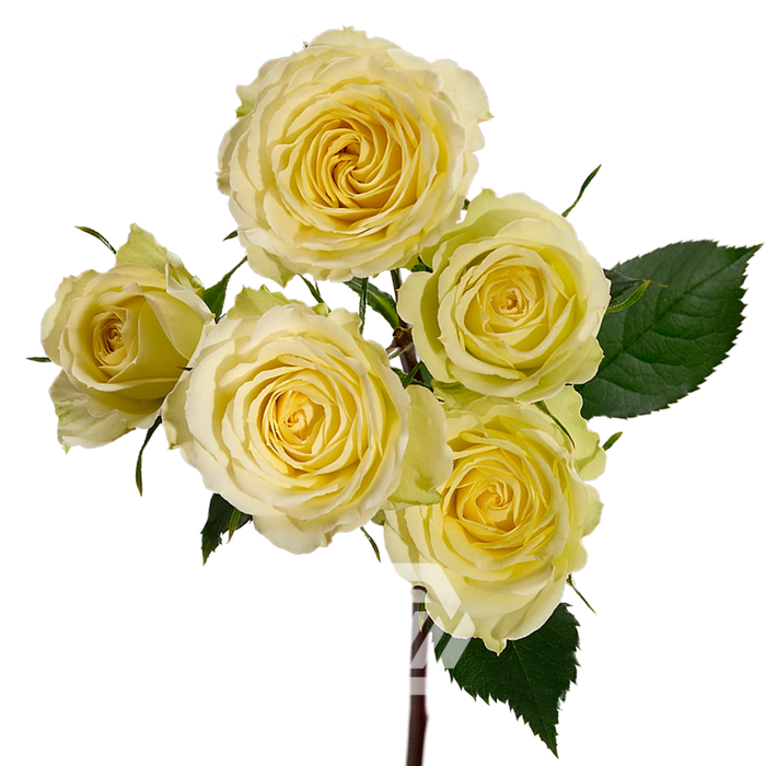 <h4>R TR CREAM FLOW Tessa</h4>