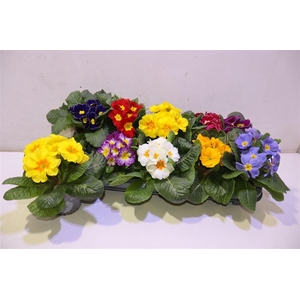 arr8 Prim Ac Paradiso Gem