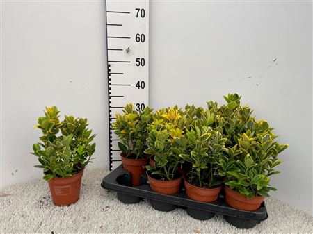 Euonymus Ja Aureomar