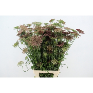 DAUCUS CAROTA DARA XL