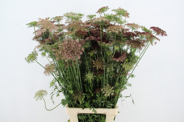<h4>DAUCUS CAROTA DARA XL</h4>