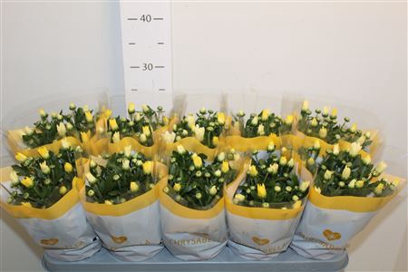 <h4>Chrys Breeze Yellow</h4>