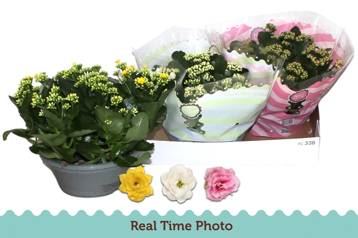 <h4>KAL GE GEM 3 KL</h4>