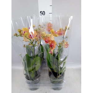 Phalaenopsis multi. 'FC Penny Love'