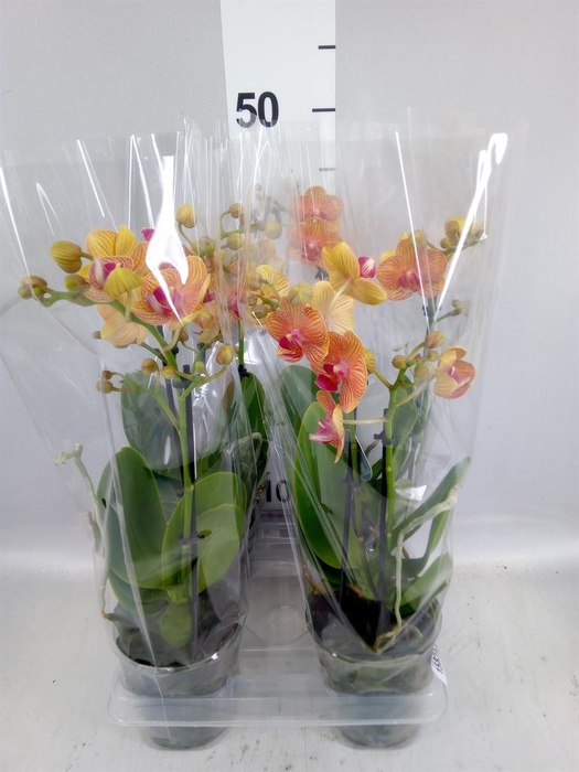 <h4>Phalaenopsis multi. 'FC Penny Love'</h4>