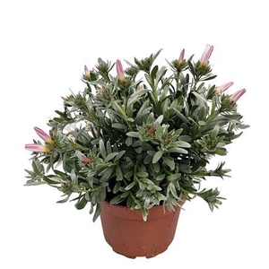 Convolvulus Cneorum Bush - 1154