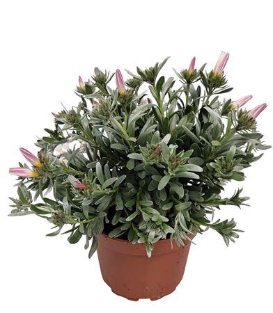 <h4>Convolvulus Cneorum Bush - 1154</h4>